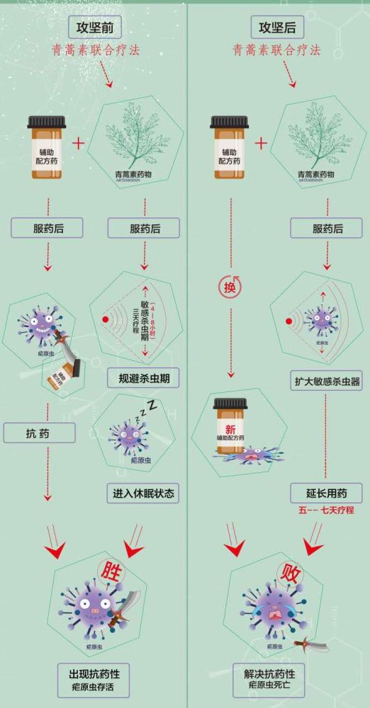 2025年青蒿最新价格指南，全面了解青蒿市场行情